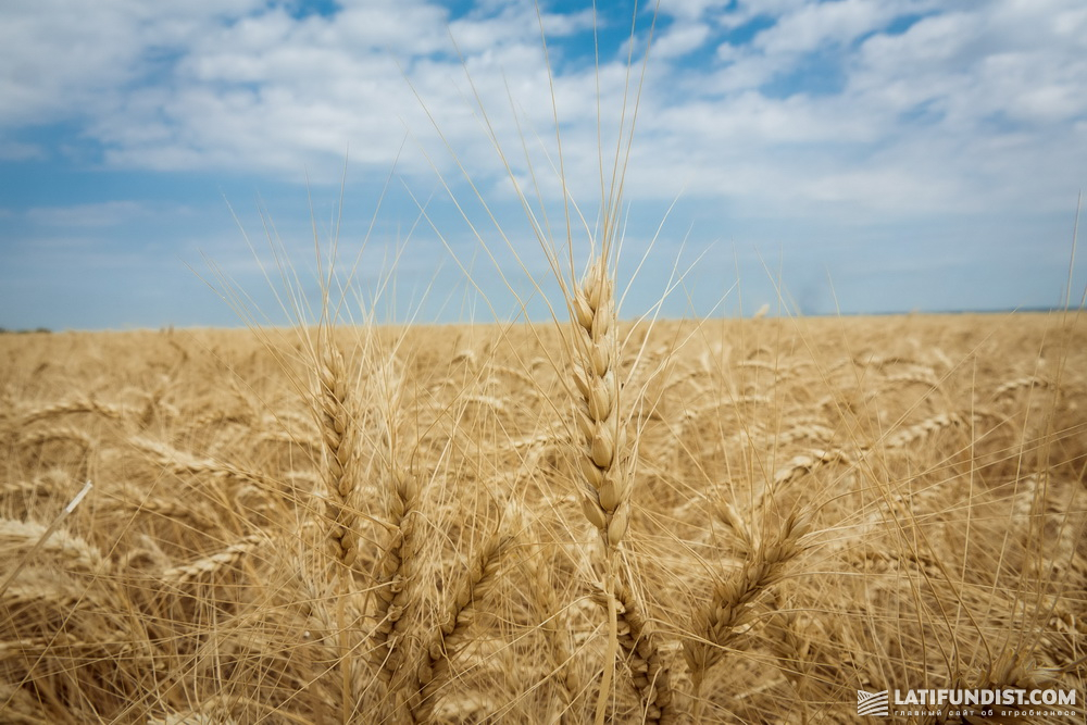 Озимая пшеница селекции Журавка одесская